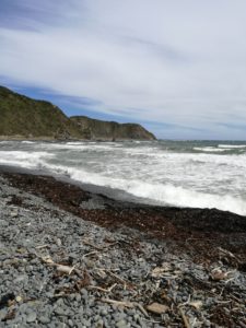 Experience NewZealand Makara Beach