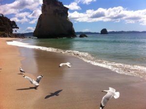 Experience NewZealand – Cathedral Cove The Coromandel